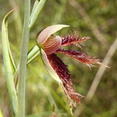 Calochilus platychilus (Purple Beard Orchid) at Stromlo, ACT - 7 Nov 2022 by RobG1