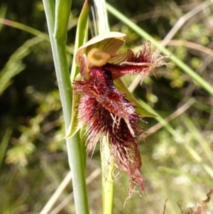 Calochilus platychilus at Stromlo, ACT - 8 Nov 2022