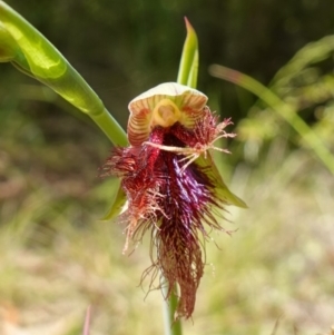 Calochilus platychilus at Stromlo, ACT - 8 Nov 2022