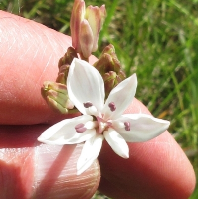 Burchardia umbellata (Milkmaids) at The Pinnacle - 12 Nov 2022 by sangio7