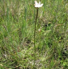 Burchardia umbellata at Weetangera, ACT - 12 Nov 2022