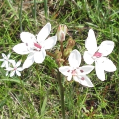 Burchardia umbellata at Weetangera, ACT - 12 Nov 2022