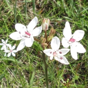 Burchardia umbellata at Weetangera, ACT - 12 Nov 2022