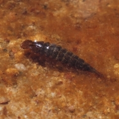 Dytiscidae (family) (Unidentified diving beetle) at Molonglo Valley, ACT - 8 Nov 2022 by RobG1