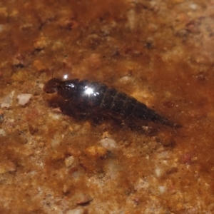 Dytiscidae (family) at Molonglo Valley, ACT - 8 Nov 2022