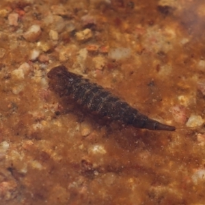 Dytiscidae (family) at Molonglo Valley, ACT - 8 Nov 2022 11:33 AM