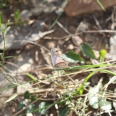 Erina hyacinthina at Molonglo Valley, ACT - 9 Nov 2022 05:14 PM