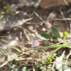 Erina hyacinthina at Molonglo Valley, ACT - 9 Nov 2022 05:14 PM