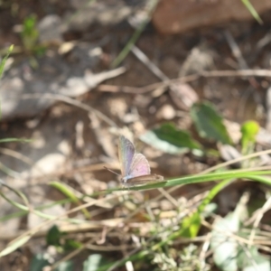 Erina hyacinthina at Molonglo Valley, ACT - 9 Nov 2022