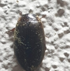 Dytiscidae (family) (Unidentified diving beetle) at Turner, ACT - 8 Nov 2022 by LD12