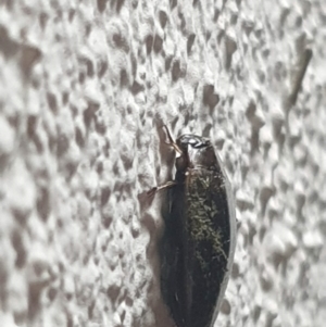 Dytiscidae (family) at Turner, ACT - 8 Nov 2022