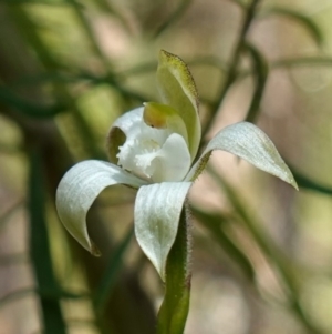 Caladenia moschata at Stromlo, ACT - suppressed