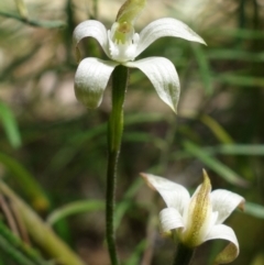 Caladenia moschata at Stromlo, ACT - suppressed