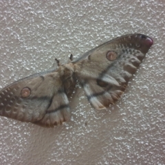 Opodiphthera eucalypti (Emperor Gum Moth) at Turner, ACT - 9 Nov 2022 by LD12