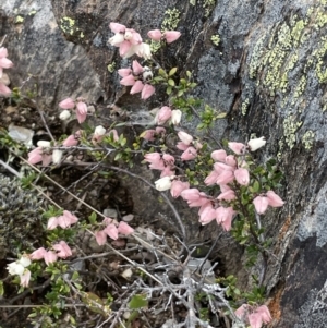 Cryptandra amara at Mount Clear, ACT - 9 Nov 2022 12:24 PM