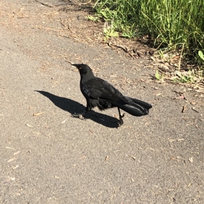 Corcorax melanorhamphos (White-winged Chough) at Flea Bog Flat to Emu Creek Corridor - 9 Nov 2022 by Dora