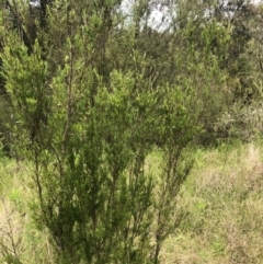 Kunzea ericoides (Burgan) at Coree, ACT - 5 Nov 2022 by Dora