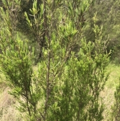 Kunzea ericoides at Coree, ACT - 5 Nov 2022 11:51 AM