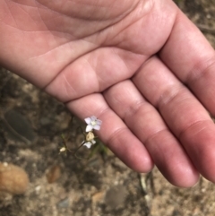 Wahlenbergia multicaulis (Tadgell's Bluebell) at Coree, ACT - 5 Nov 2022 by Dora