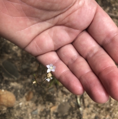 Wahlenbergia multicaulis (Tadgell's Bluebell) at Woodstock Nature Reserve - 5 Nov 2022 by Dora