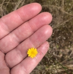 Hypochaeris glabra (Smooth Catsear) at Woodstock Nature Reserve - 5 Nov 2022 by Dora