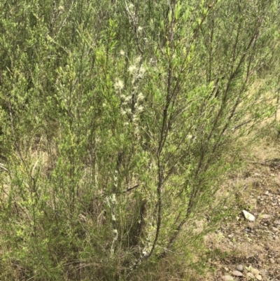 Kunzea ericoides (Burgan) at Woodstock Nature Reserve - 5 Nov 2022 by Dora