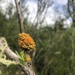 Teloschistes sp. (genus) (A lichen) at Woodstock Nature Reserve - 5 Nov 2022 by Dora