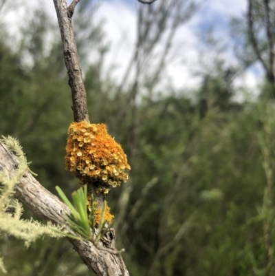 Teloschistes sp. (genus) (A lichen) at Woodstock Nature Reserve - 5 Nov 2022 by Dora