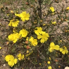 Hibbertia obtusifolia (Grey Guinea-flower) at Woodstock Nature Reserve - 5 Nov 2022 by Dora