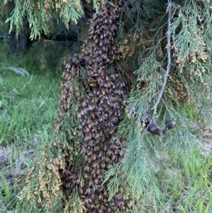 Apis mellifera at Florey, ACT - 8 Nov 2022