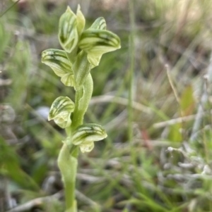 Hymenochilus sp. at Mount Clear, ACT - 9 Nov 2022