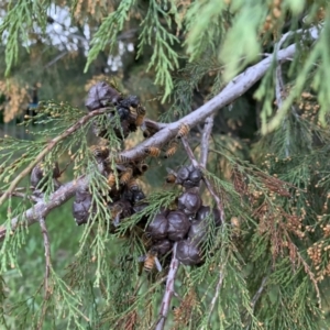 Apis mellifera at Florey, ACT - 9 Nov 2022