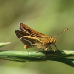 Taractrocera papyria (White-banded Grass-dart) at Mongarlowe, NSW - 9 Nov 2022 by LisaH