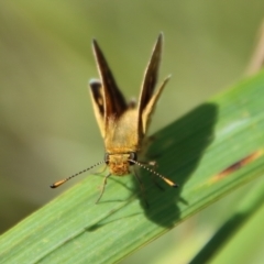 Taractrocera papyria at Mongarlowe, NSW - 9 Nov 2022