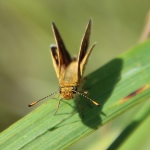 Taractrocera papyria at Mongarlowe, NSW - 9 Nov 2022