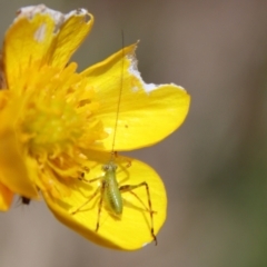 Caedicia simplex (Common Garden Katydid) at Mongarlowe River - 9 Nov 2022 by LisaH