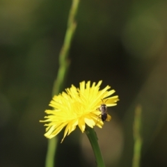 Lasioglossum (Chilalictus) lanarium (Halictid bee) at Cook, ACT - 7 Nov 2022 by Tammy