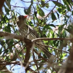 Oriolus sagittatus (Olive-backed Oriole) at Mongarlowe River - 9 Nov 2022 by LisaH