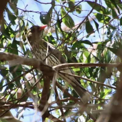 Oriolus sagittatus (Olive-backed Oriole) at Mongarlowe, NSW - 9 Nov 2022 by LisaH