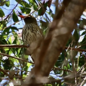 Oriolus sagittatus at Mongarlowe, NSW - suppressed