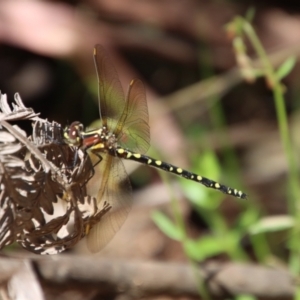 Synthemis eustalacta at Mongarlowe, NSW - 9 Nov 2022