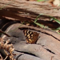 Argynnina cyrila (Forest Brown, Cyril's Brown) at Mongarlowe, NSW - 9 Nov 2022 by LisaH