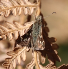 Pasma tasmanica (Two-spotted Grass-skipper) at Mongarlowe, NSW - 9 Nov 2022 by LisaH