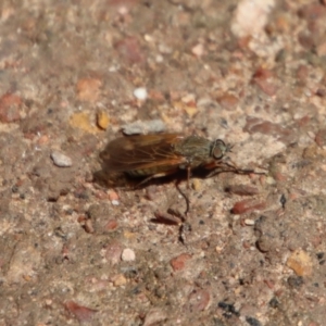 Anabarhynchus sp. (genus) at Mongarlowe, NSW - 9 Nov 2022