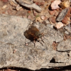 Anabarhynchus sp. (genus) at Mongarlowe, NSW - 9 Nov 2022