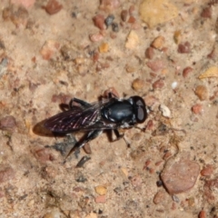 Eumerus sp. (genus) (A hoverfly) at Mongarlowe River - 9 Nov 2022 by LisaH