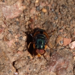 Calliphora sp. (genus) (Unidentified blowfly) at Mongarlowe River - 9 Nov 2022 by LisaH