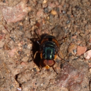 Calliphora sp. (genus) at Mongarlowe, NSW - 9 Nov 2022