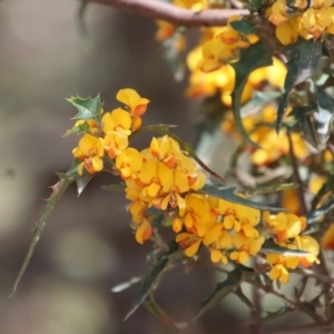 Podolobium ilicifolium at Mongarlowe, NSW - 9 Nov 2022