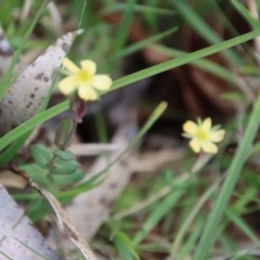 Hypericum gramineum at Mongarlowe, NSW - suppressed